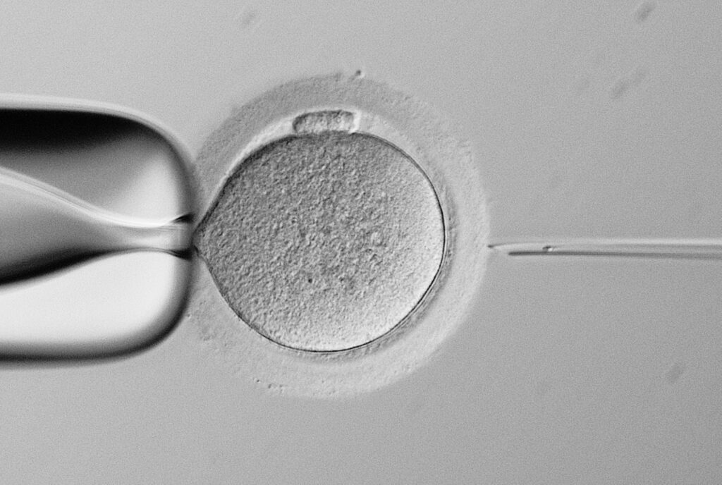 胚培養について